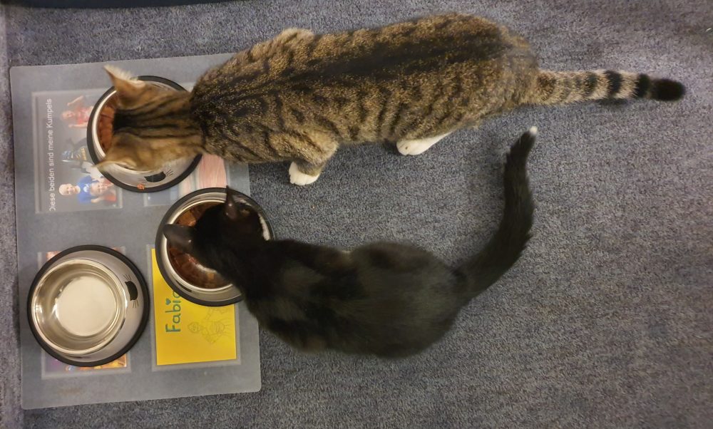 Das erste gemeinsame Essen im neuen Zuhause