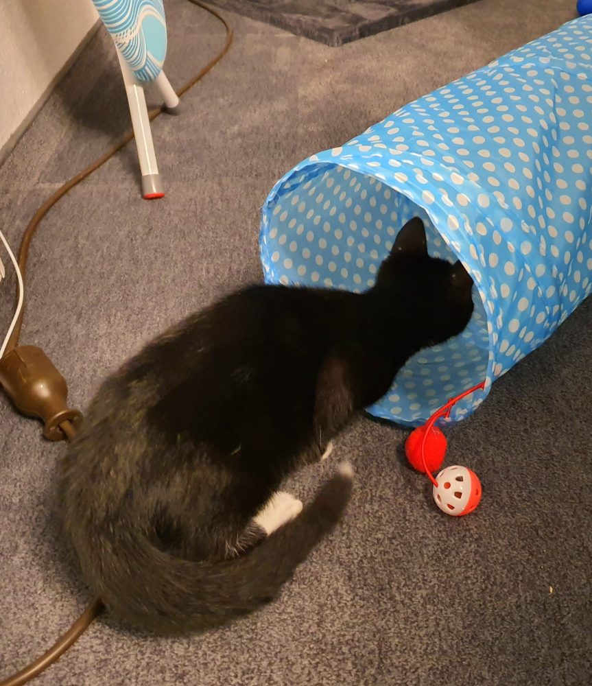 Happy entdeckt den Spieltunnel