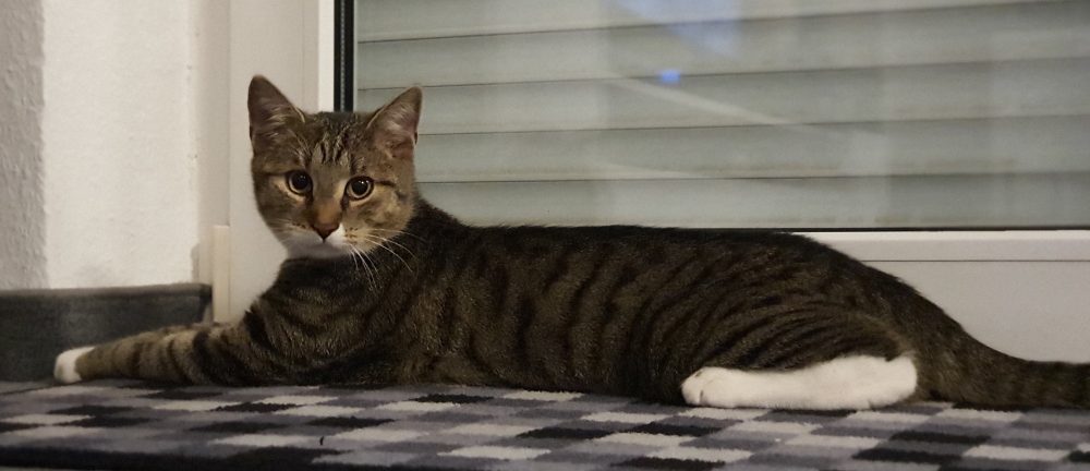 Murkel macht Pause am Fenster