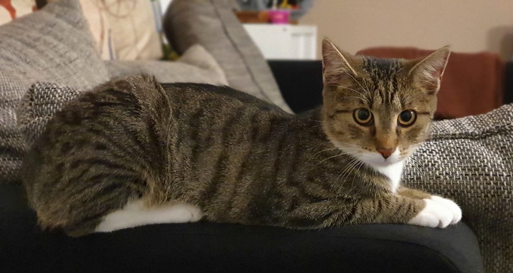 Murkel hat das Sofa erobert
