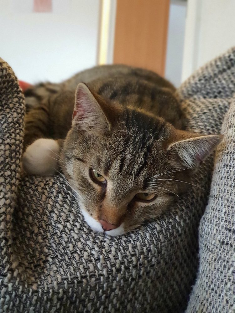 Murkel döst im Sitzsack