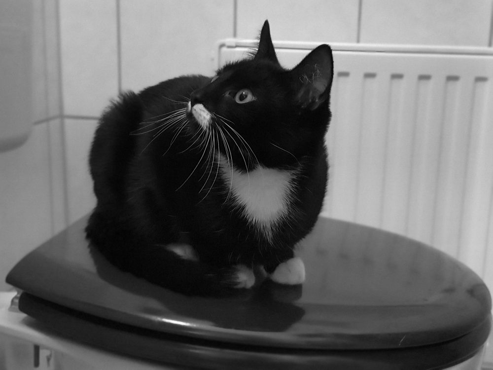 Happy hat etwas Spannendes entdeckt
