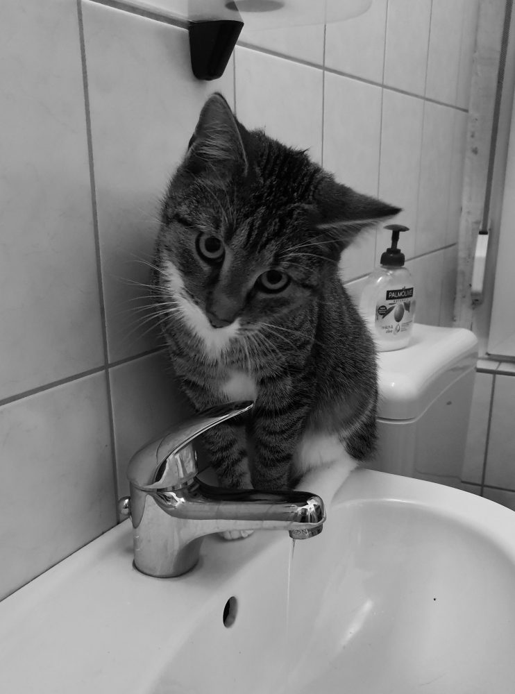 Murkel auf dem Waschbecken