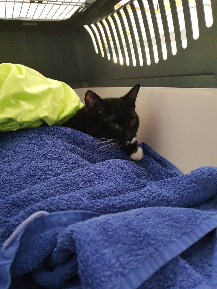 Zurück vom Tierarzt: Happy ruht sich nach der Kastration aus