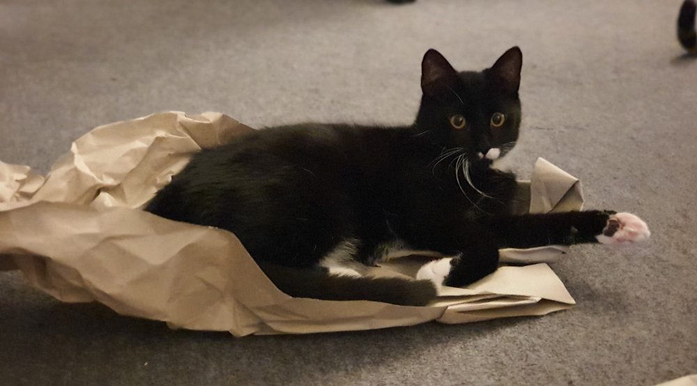 Happy liegt im Packpapier