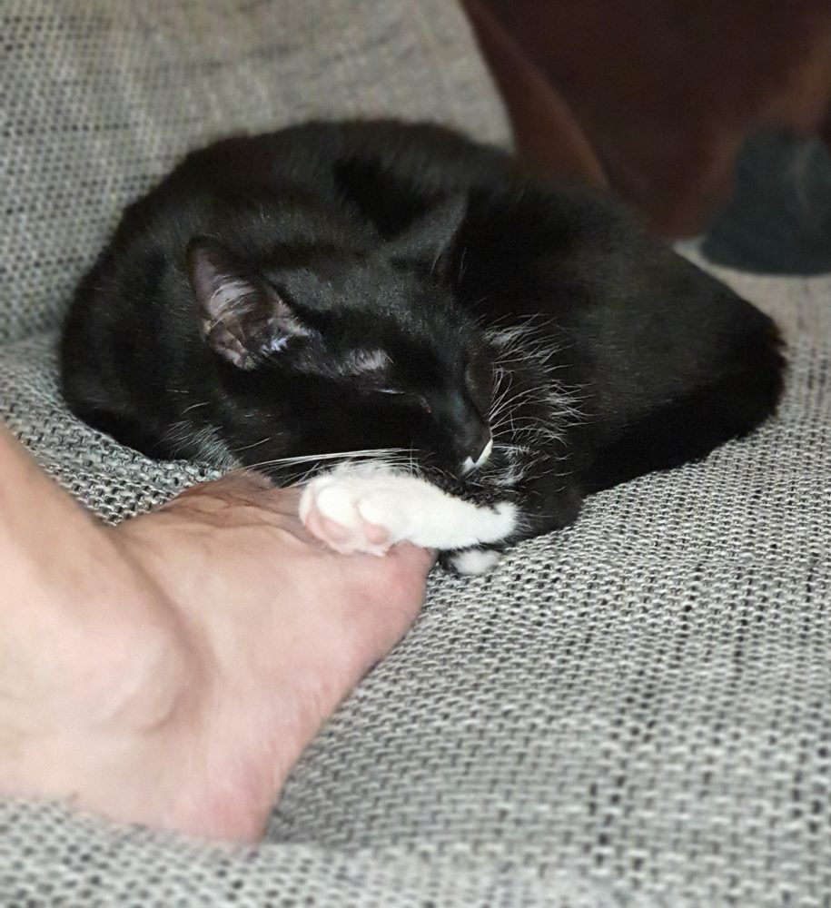Happy kuschelt sich an meinen Fuß