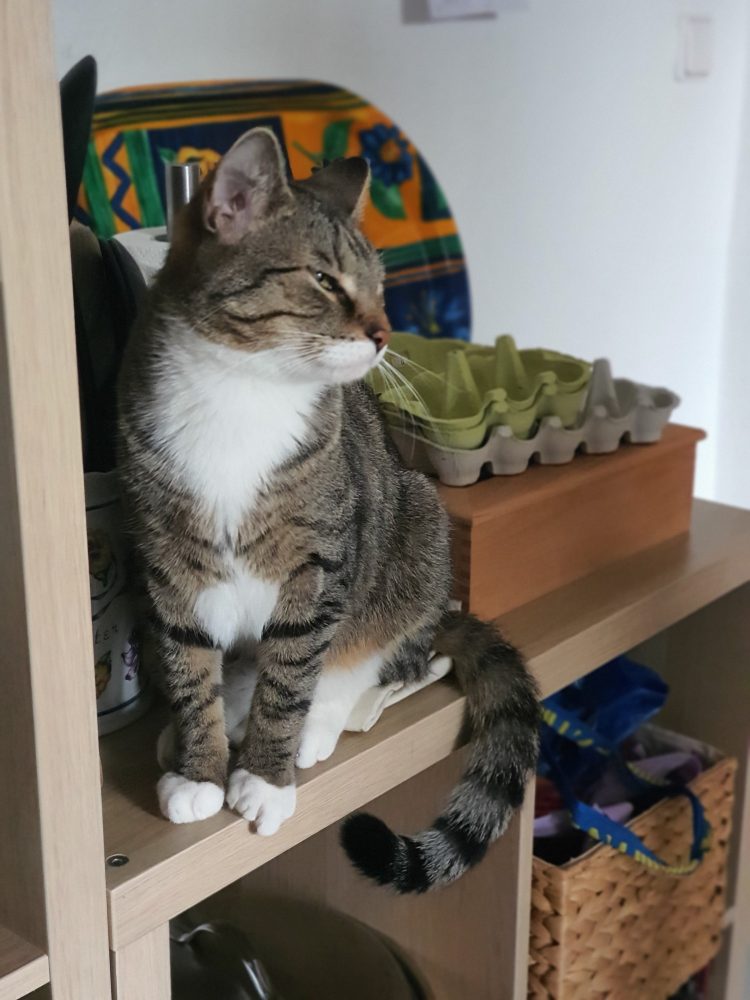 Murkel thront im Regal