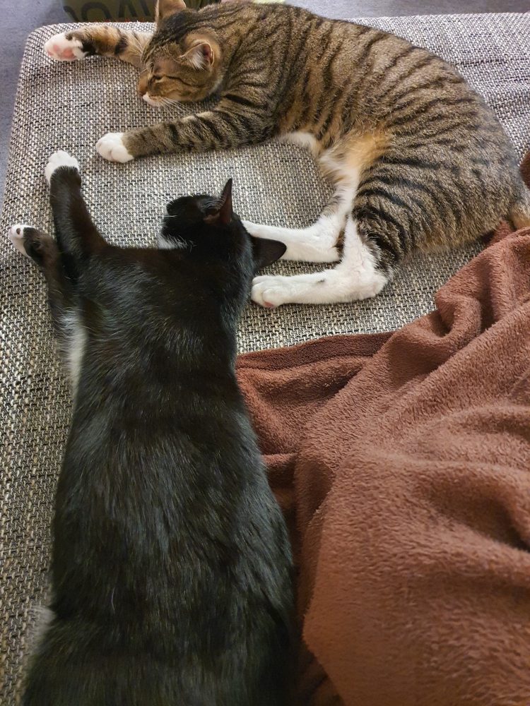 Zwei Kater, ein Sofa