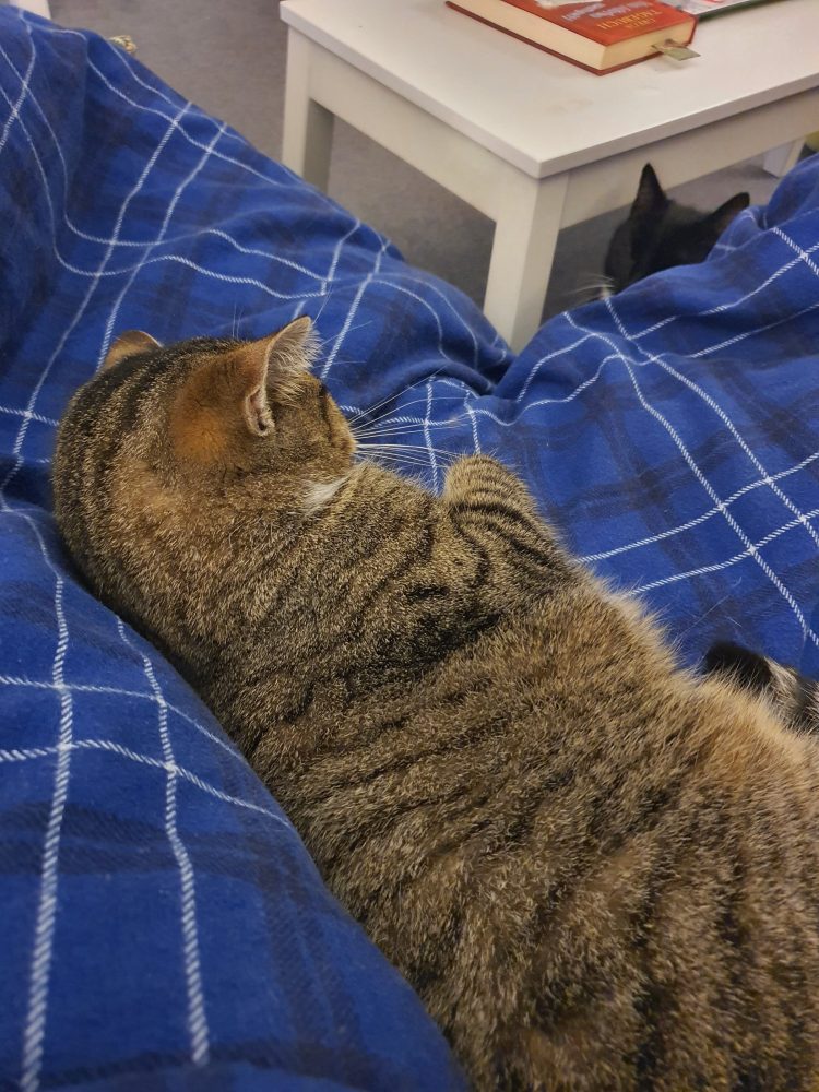 Murkel schläft, Happy schaut unter dem Tisch hervor