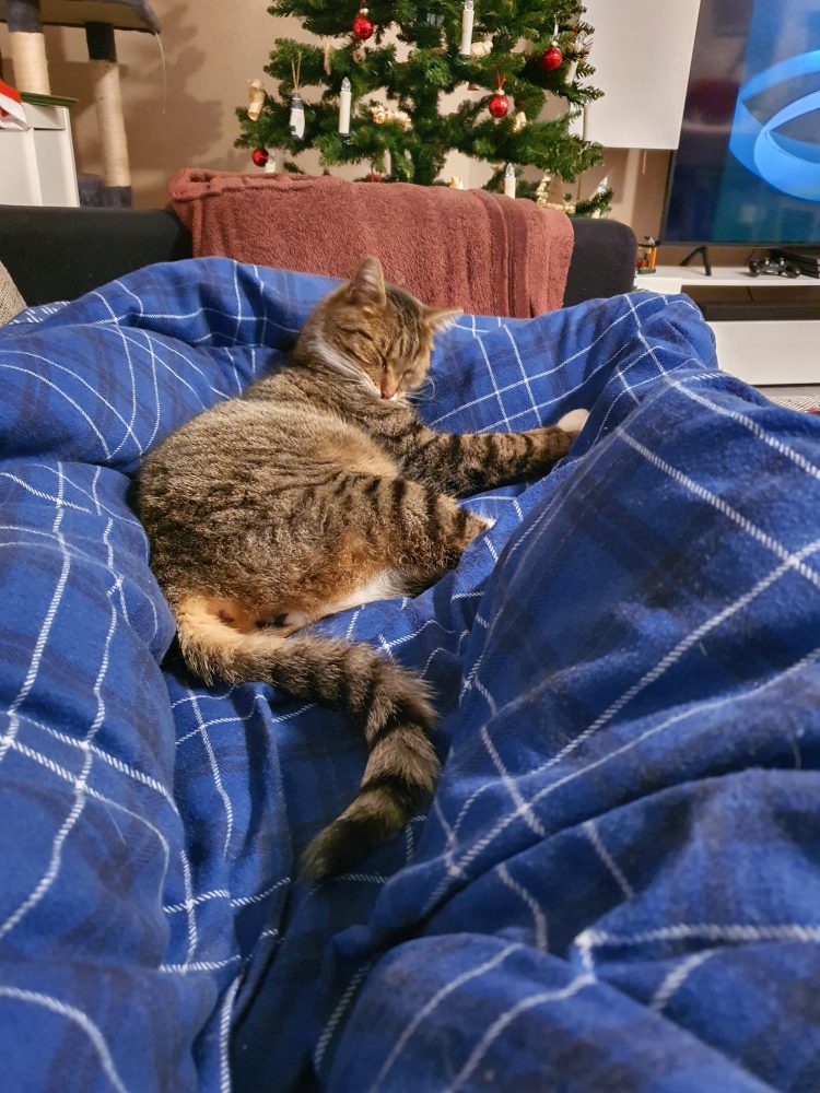 Murkel macht es sich auf der Decke gemütlich