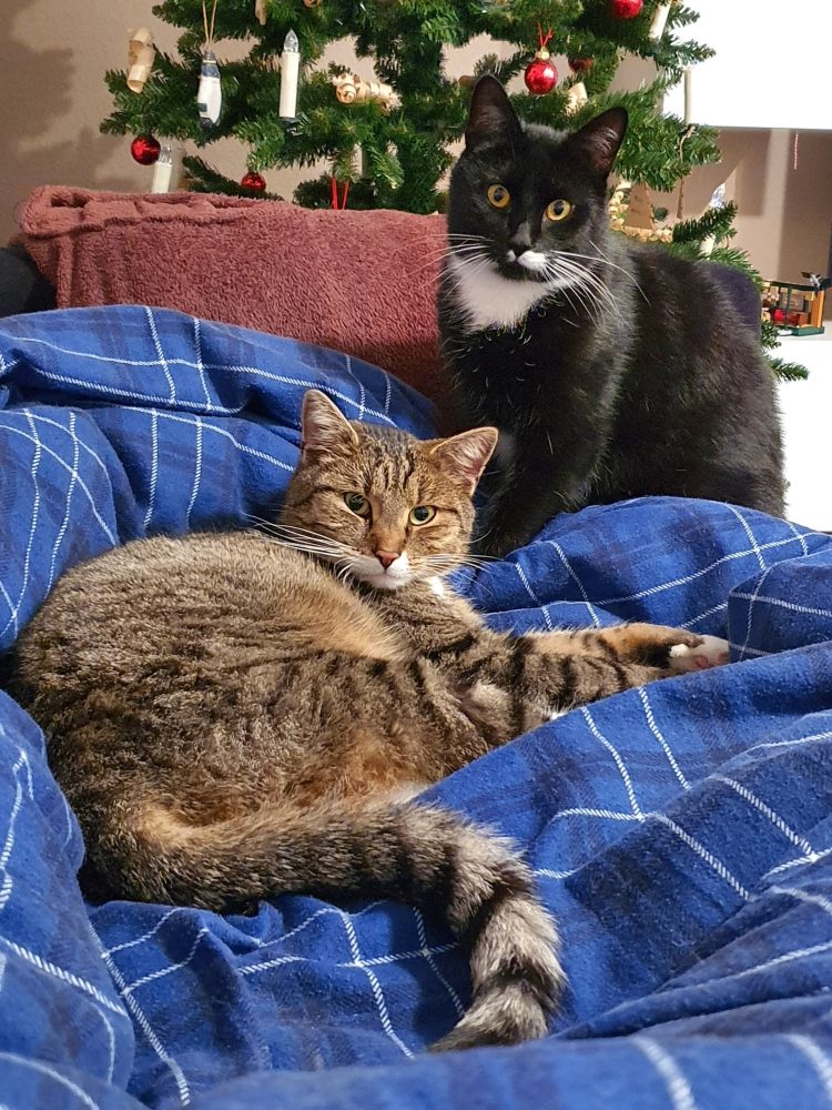 Vor dem Weihnachtsbaum