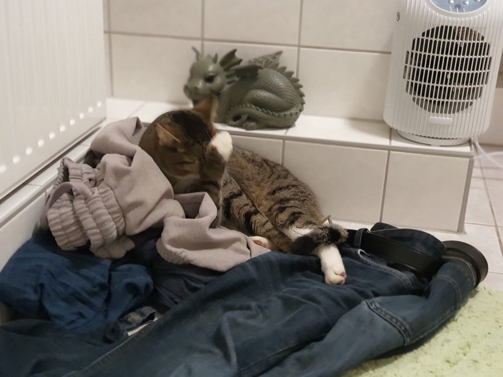 Murkel schläft auf der Wäsche, bewacht vom Drachen