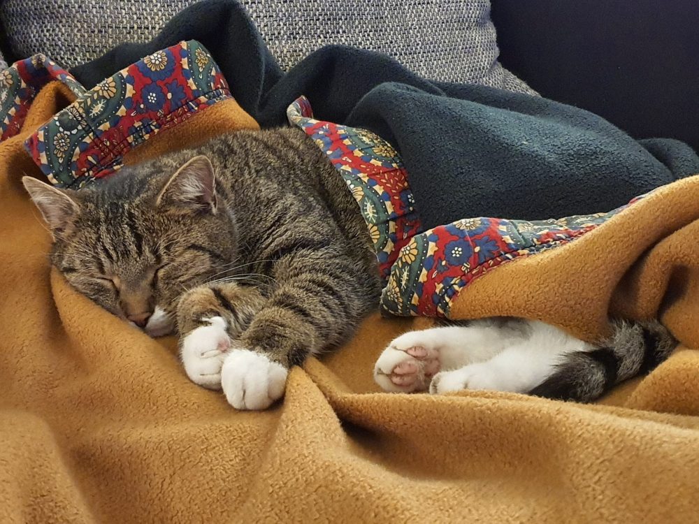 Gemeinsames Nickerchen unter der Decke