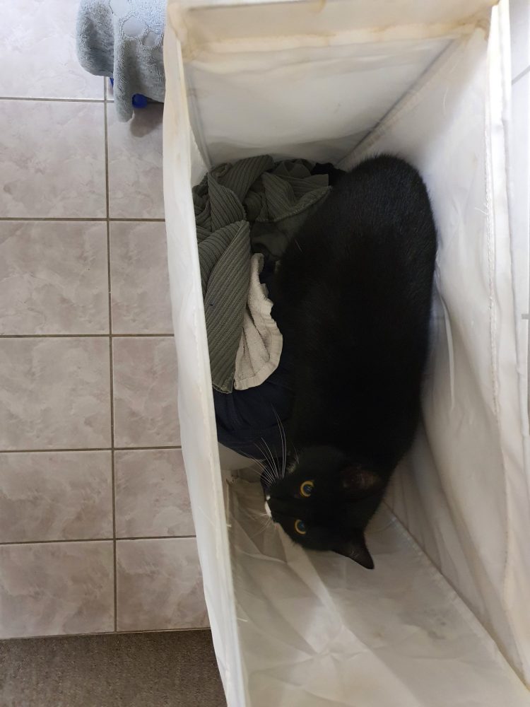 Happy hat sich im Wäschesammler versteckt