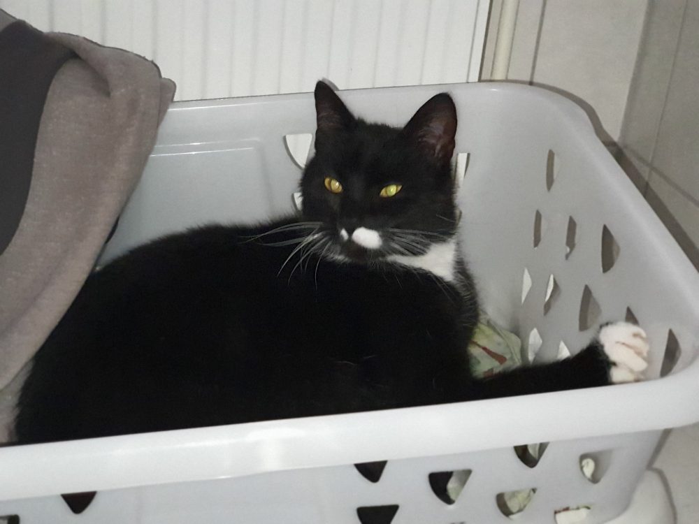 Happy im Wäschekorb