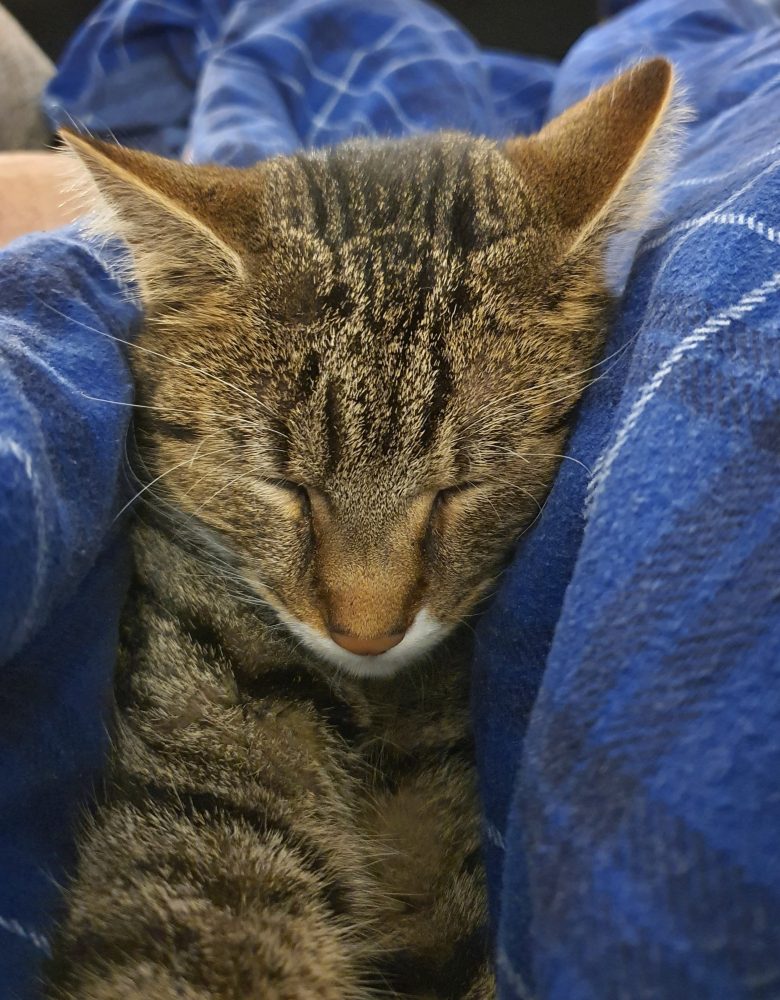 Mittagsschlaf auf dem Schoß