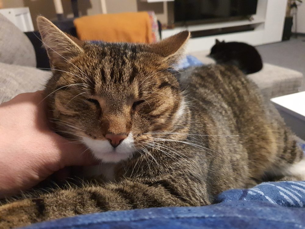 Murkel genießt, Happy schläft im Hintergrund