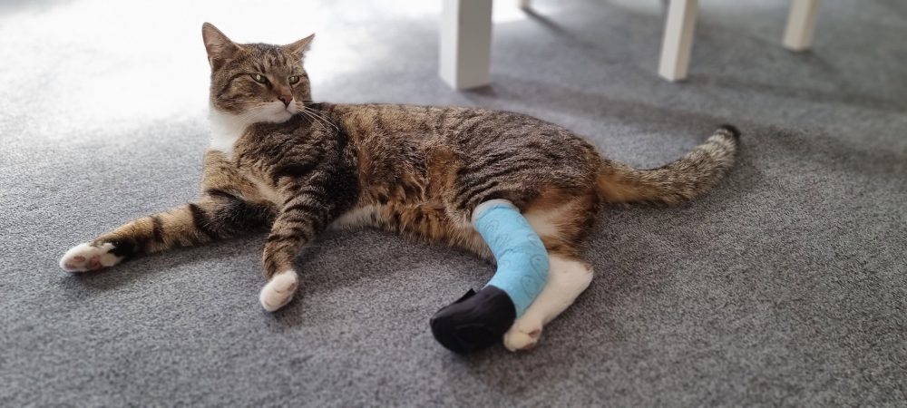 Murkel mit seinem blauen Verband
