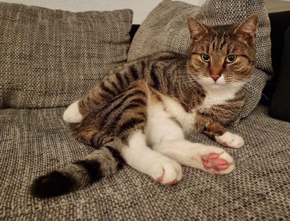 Murkel zeigt seine rosa Pfoten