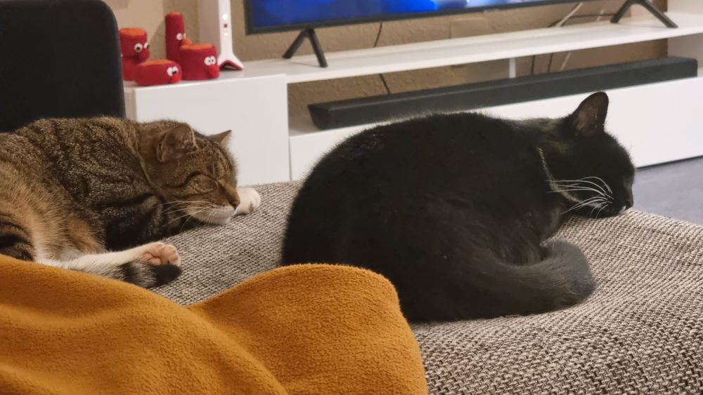 Happy und Murkel teilen sich das Sofa