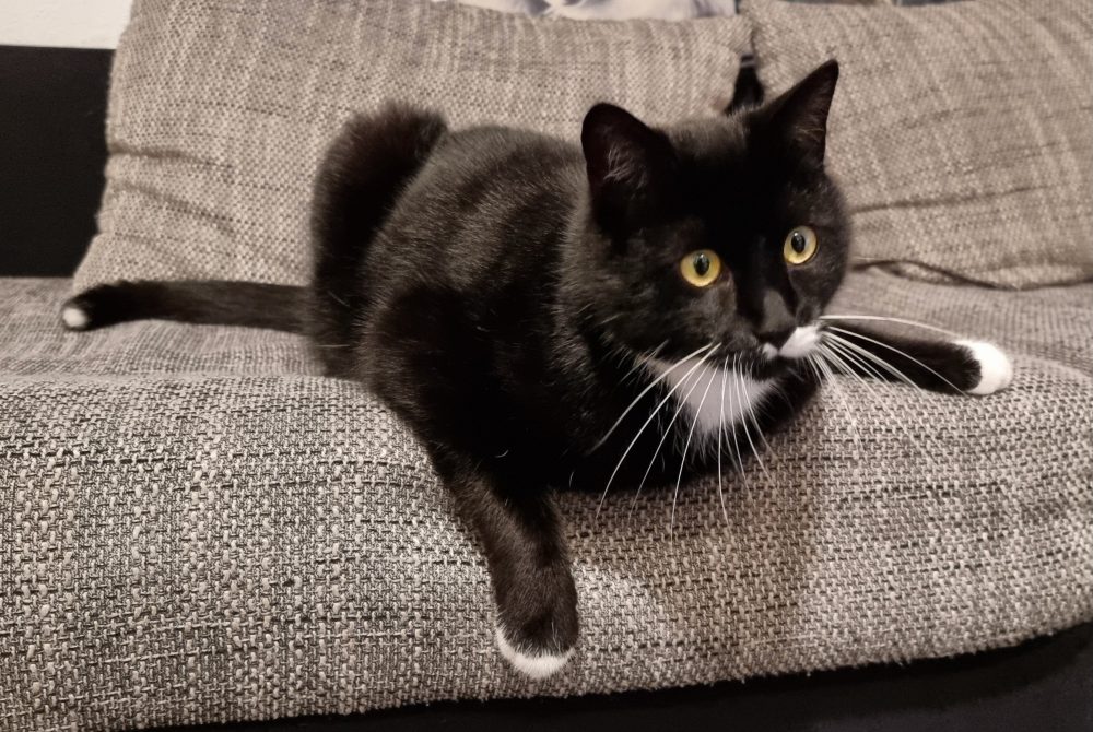 Happy auf dem Sofa