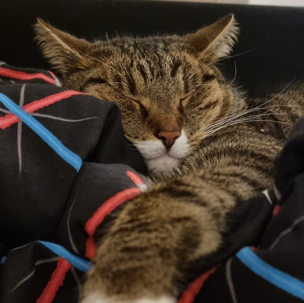 Murkel schläft auf der Decke