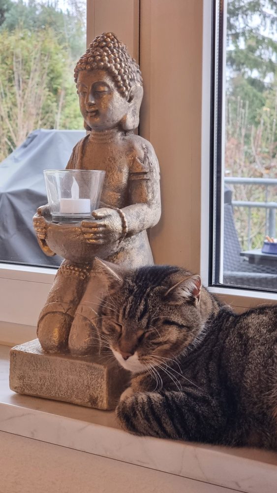 Murkel leistet dem Buddha am Fenster Gesellschaft