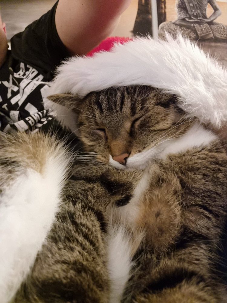 Murkel mit Weihnachtsmütze
