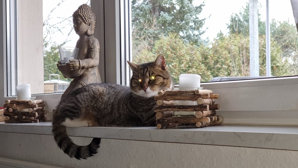 Murkel am Fenster neben dem Buddha
