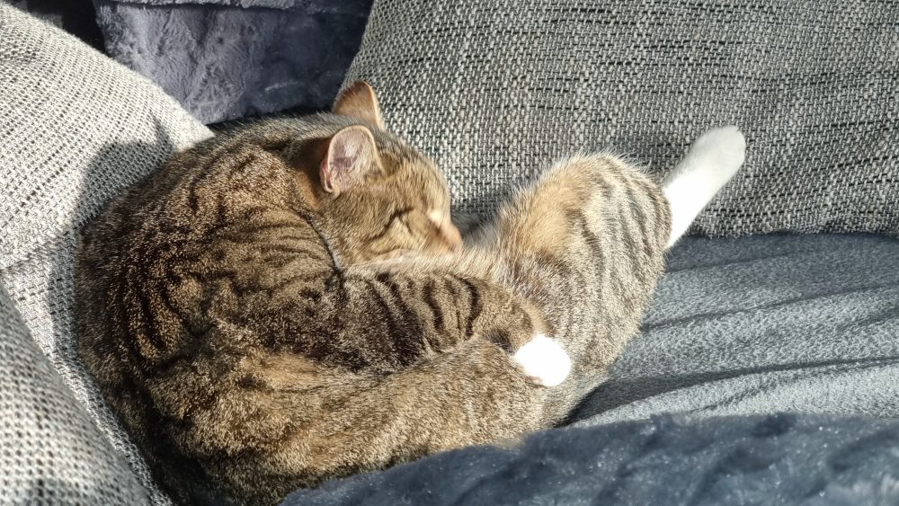 Murkel schläft zusammengerollt in der Sonne