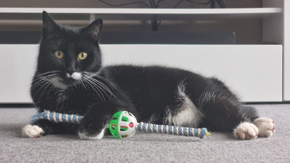 Happy mit seinem Spielzeugstab