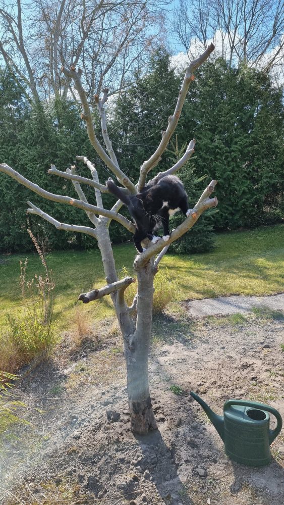 Happy klettert auf den Baum