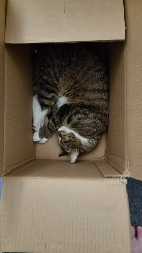 Murkel hat einen neuen Karton