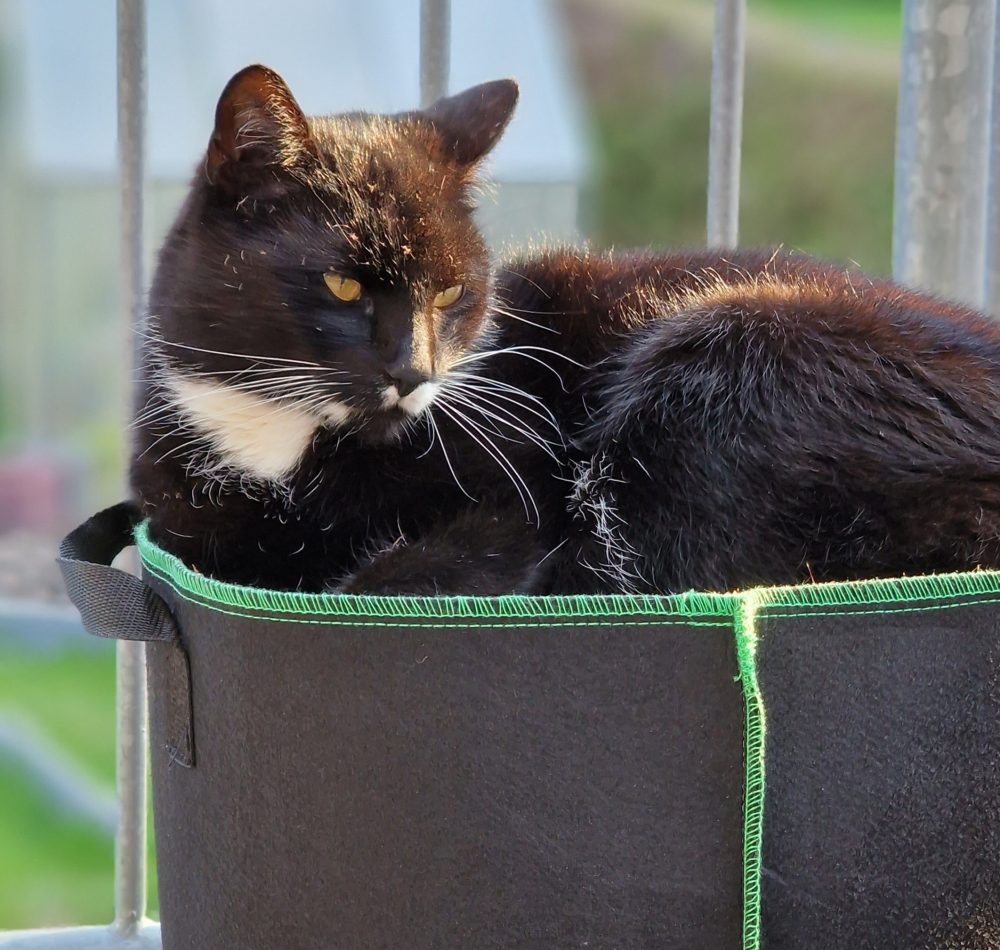 Da wächst wohl ein Kater im Kartoffelsack
