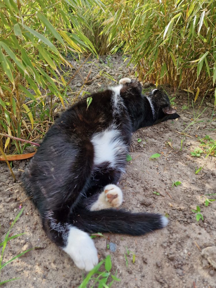 Bauch nach oben