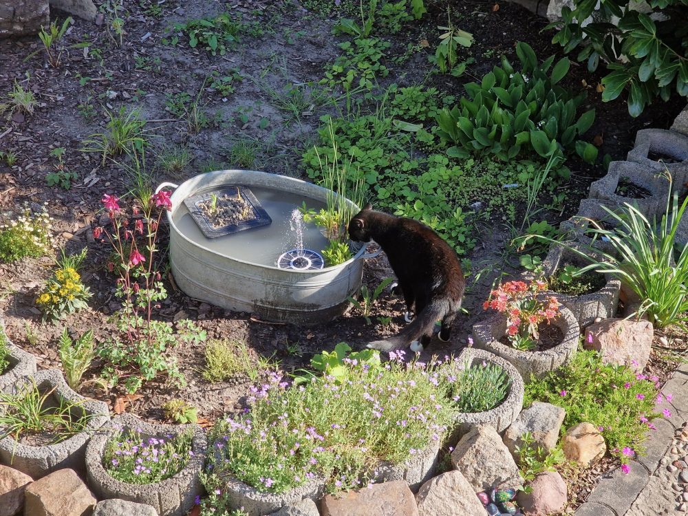 Happy entdeckt den Gartenbrunnen