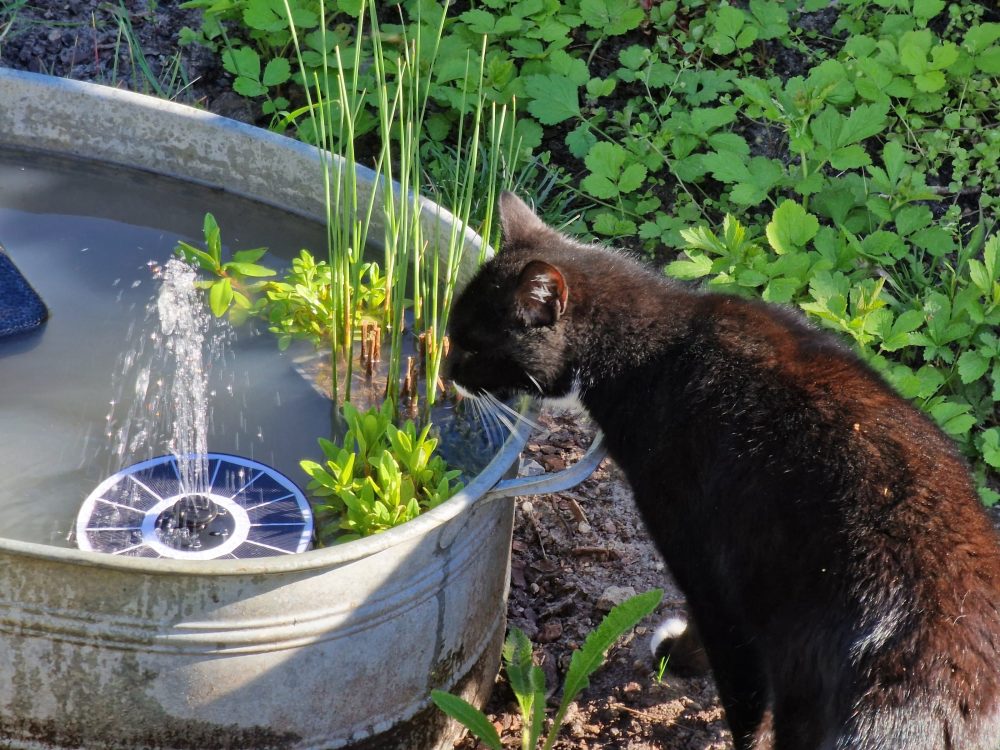 Frisches Wasser direkt vom Brunnen