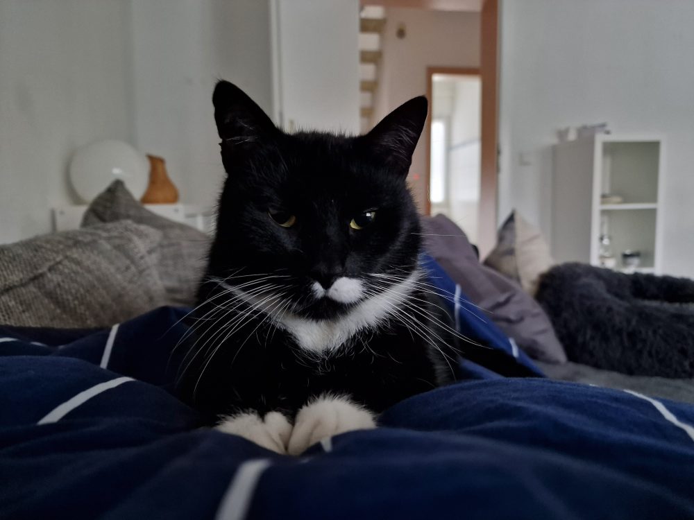 Happy auf dem Bett