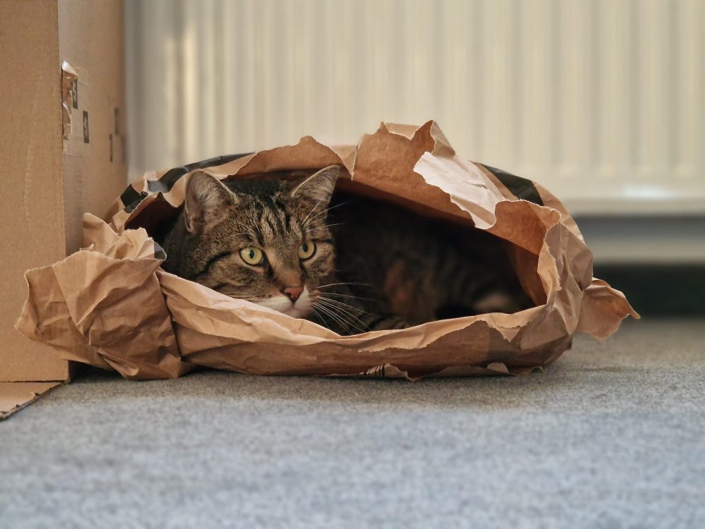 Murkel in seiner Papierhöhle
