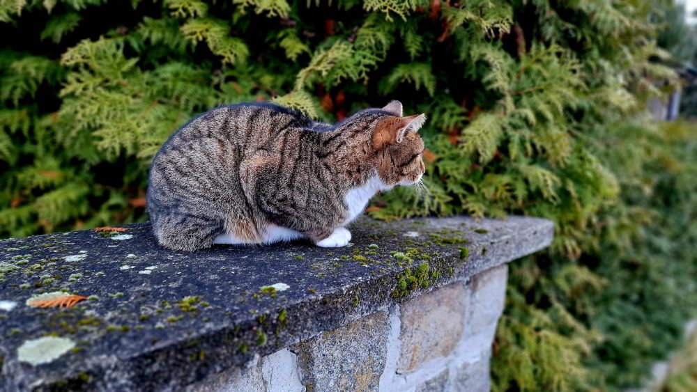 Murkel auf der Mauer