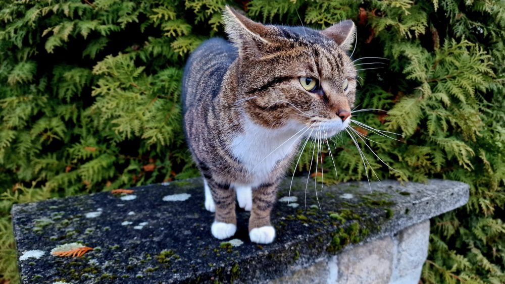 Murkel, stolz wie ein Löwe