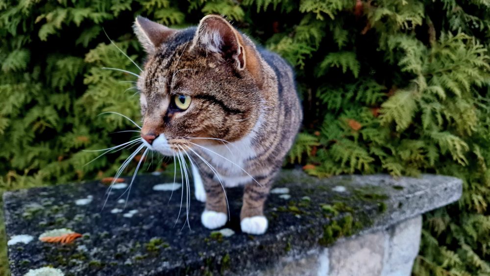 Murkel hat etwas entdeckt