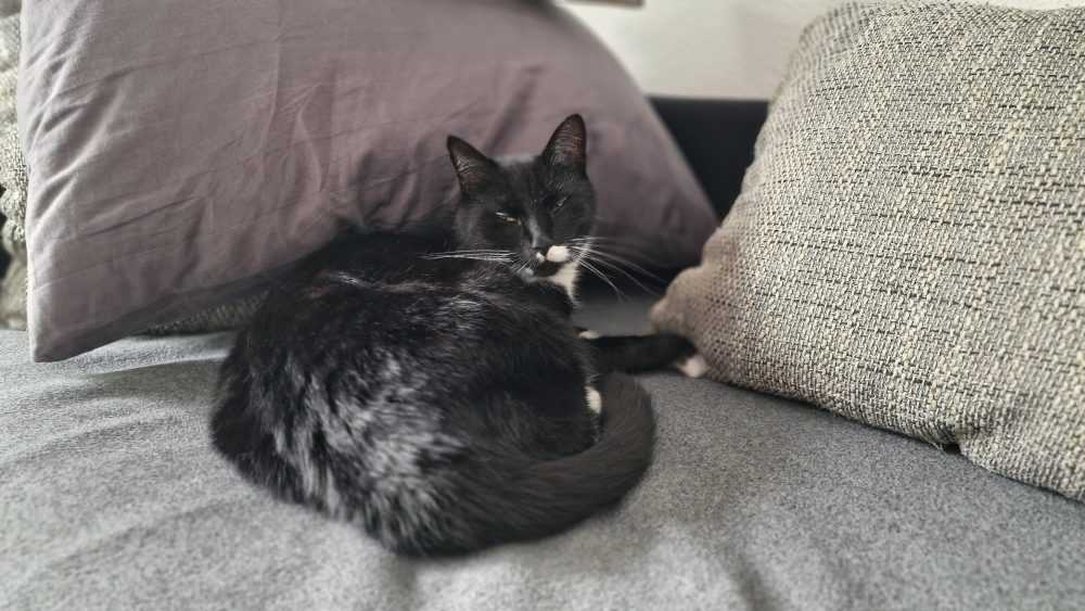 Happy zwischen den Kissen