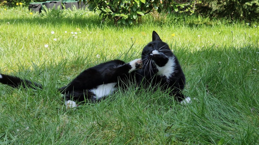 Fellpflege im Gras