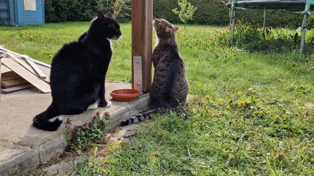Happy und Murkel warten gemeinsam am Napf