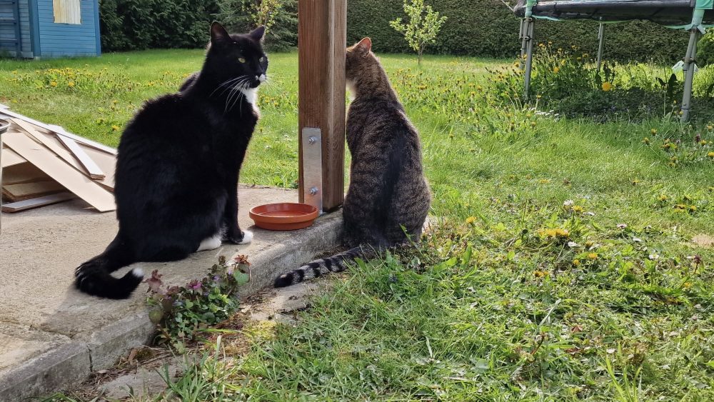 Zwei Kater, ein Gedanke