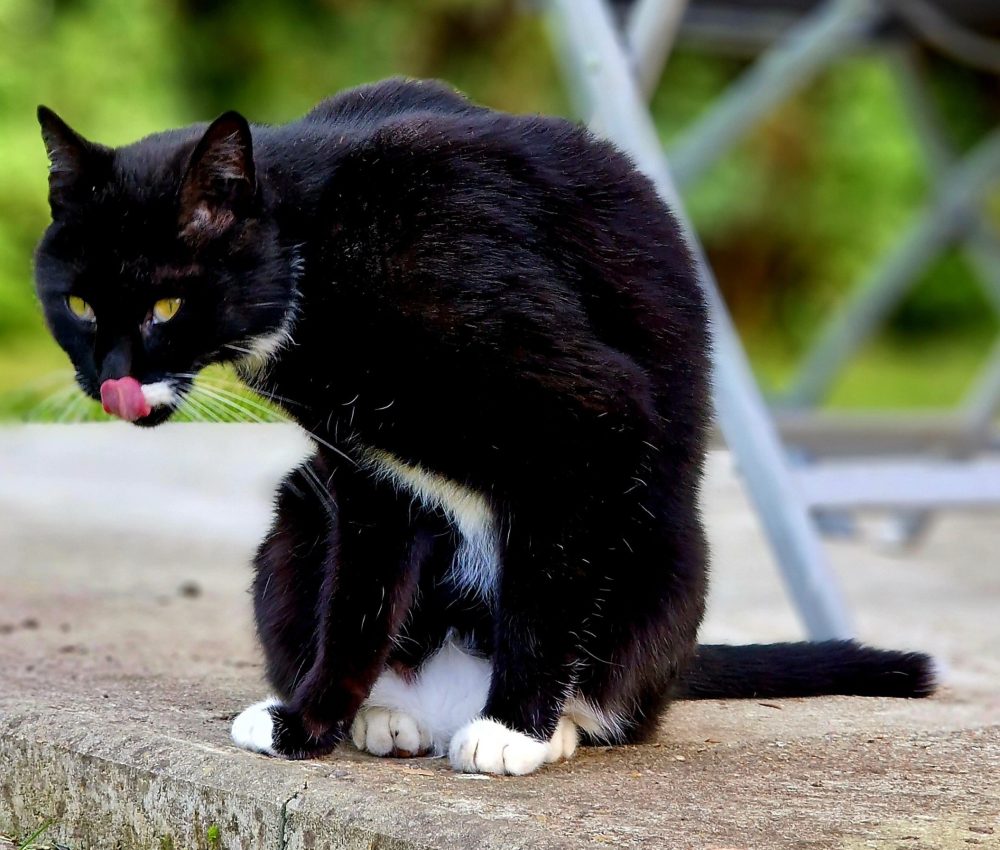 Schleck!