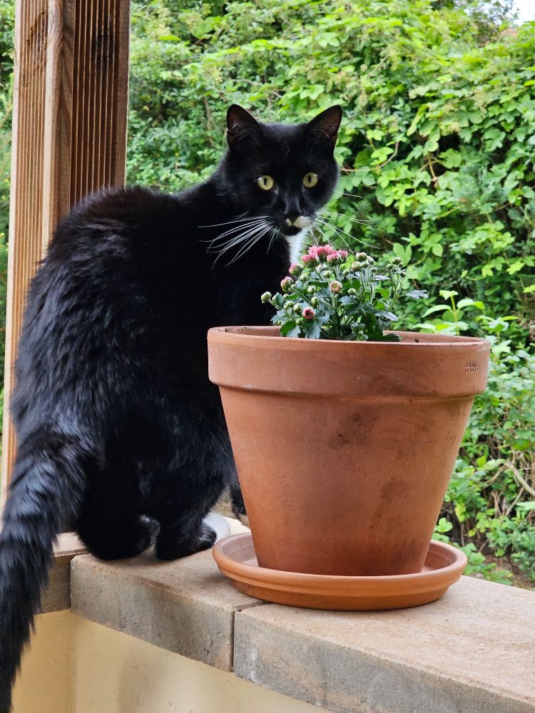 Happy hinter dem Blumentopf