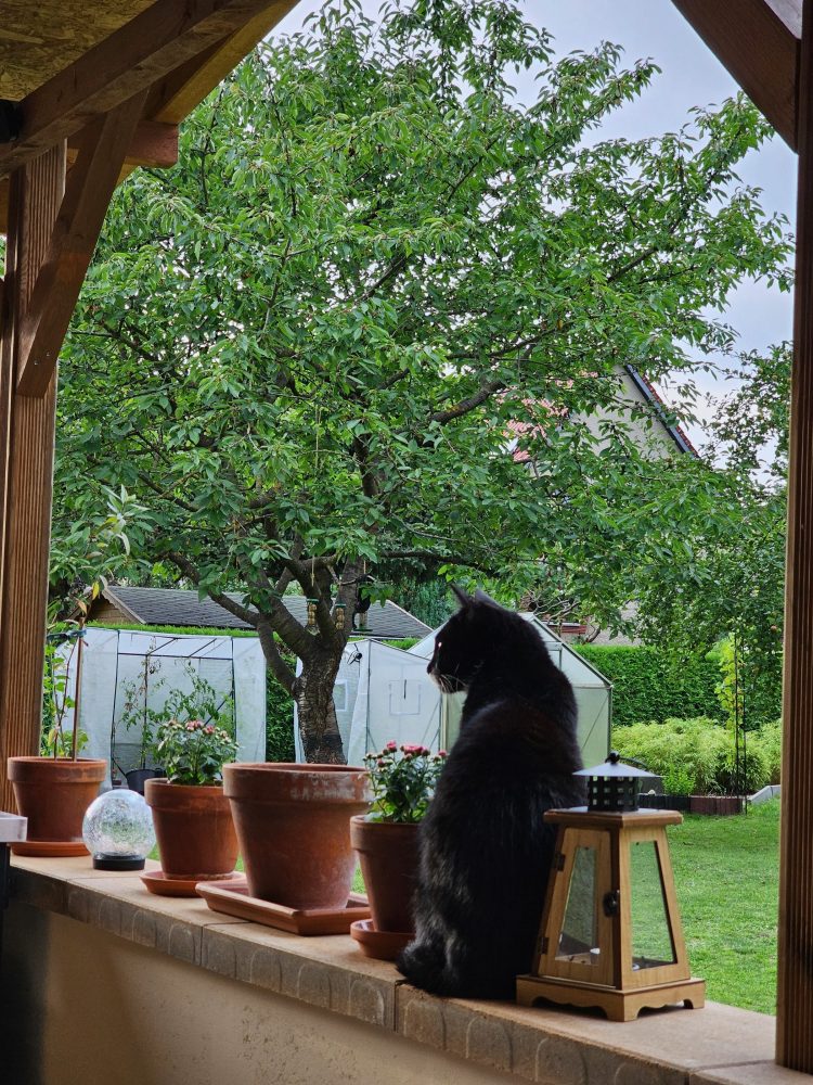 Blick in den Garten