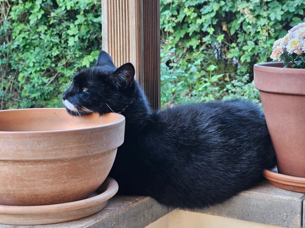 Happy, der Blumentopf-Kater